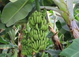 大香蕉在线国产,探索国产影视新篇章